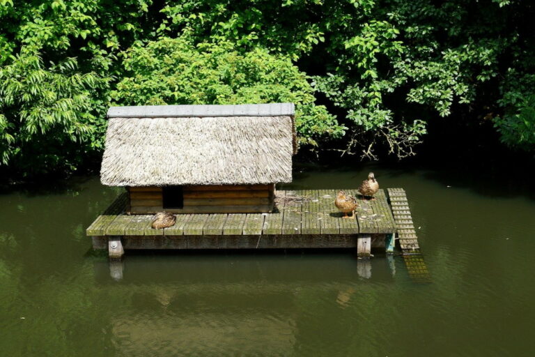 Enten halten Die Ente Haltung, Zucht und Futter