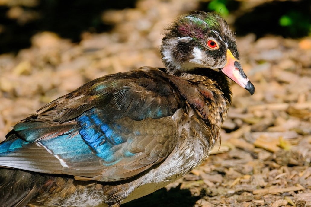ente-krank