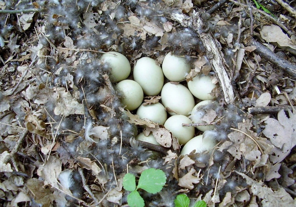 nest_ente_eier