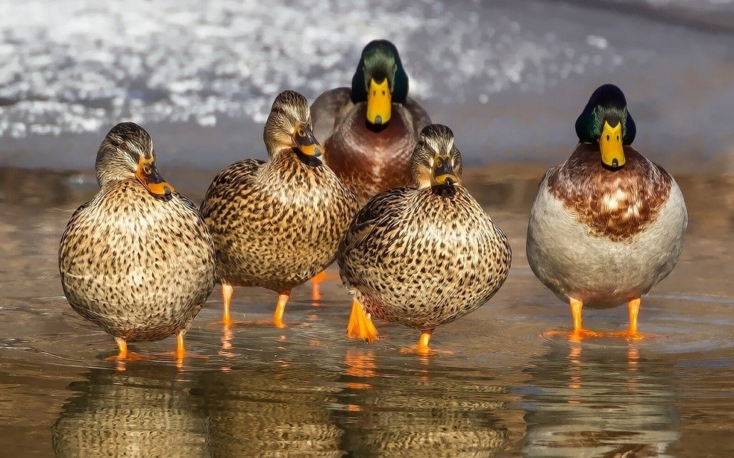 verhalten_der_enten