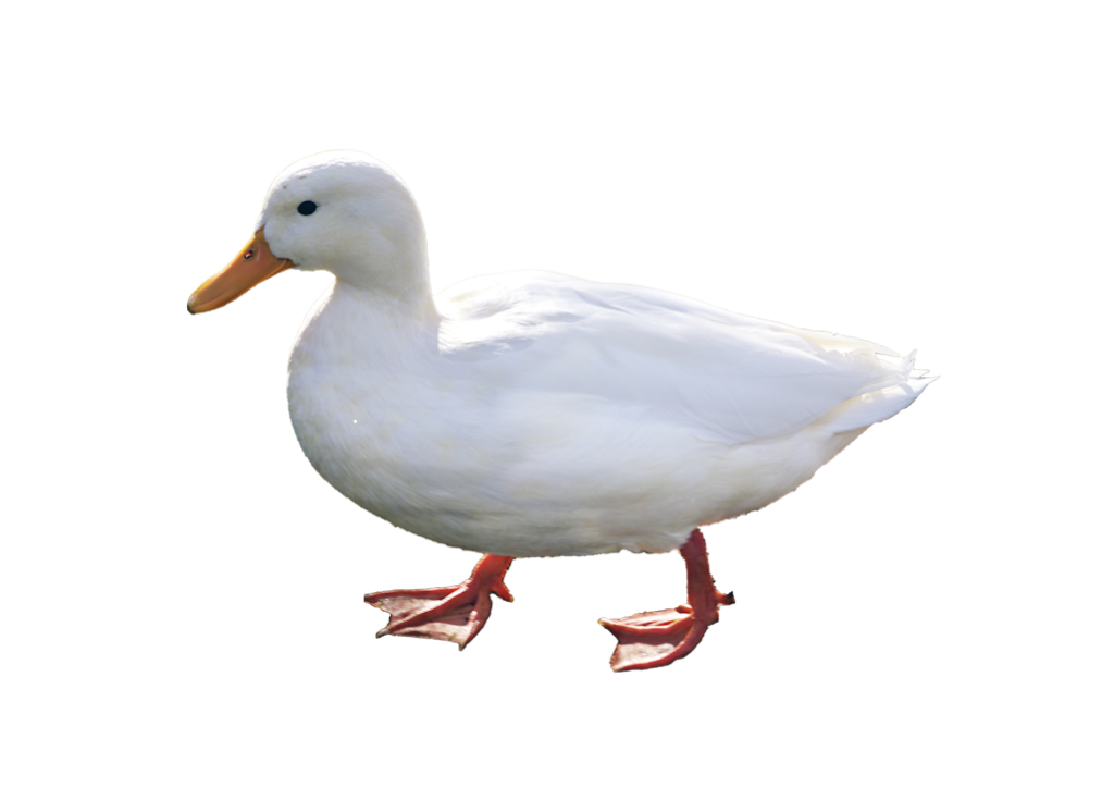Zwergente – Die Ente – Haltung, Zucht und Futter