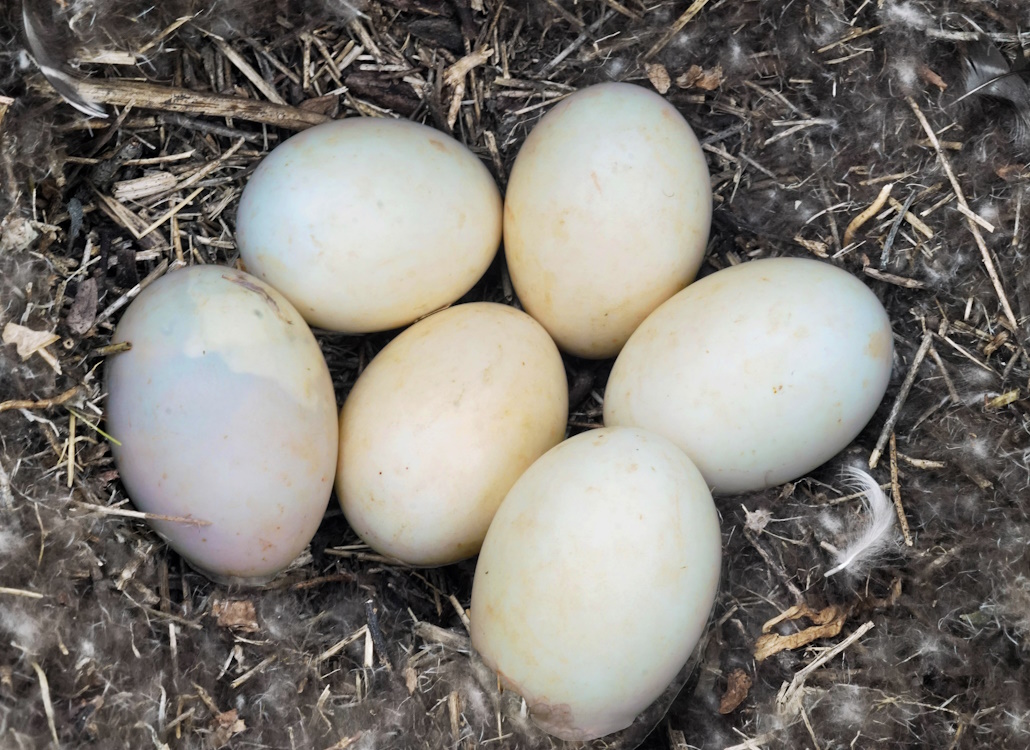 nest_warzenente_eier