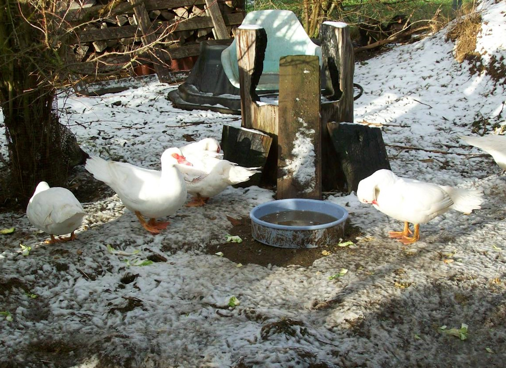 trinkwasser_traenke_warzenente