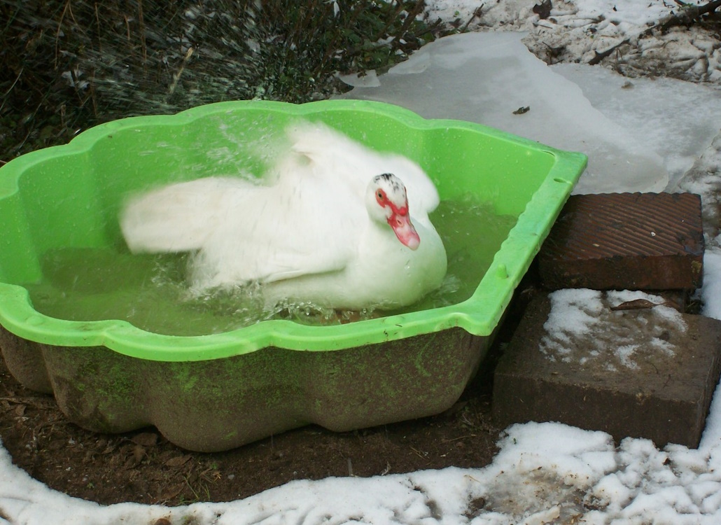 warzenente_beim_baden_im_winter