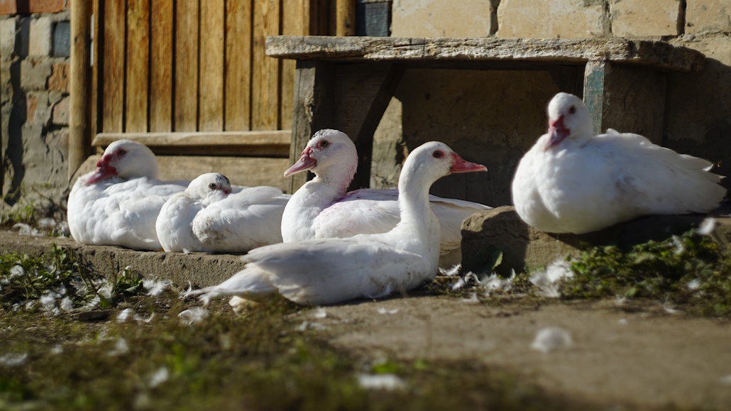 warzenenten_im_freilauf_auf_dem_dorf