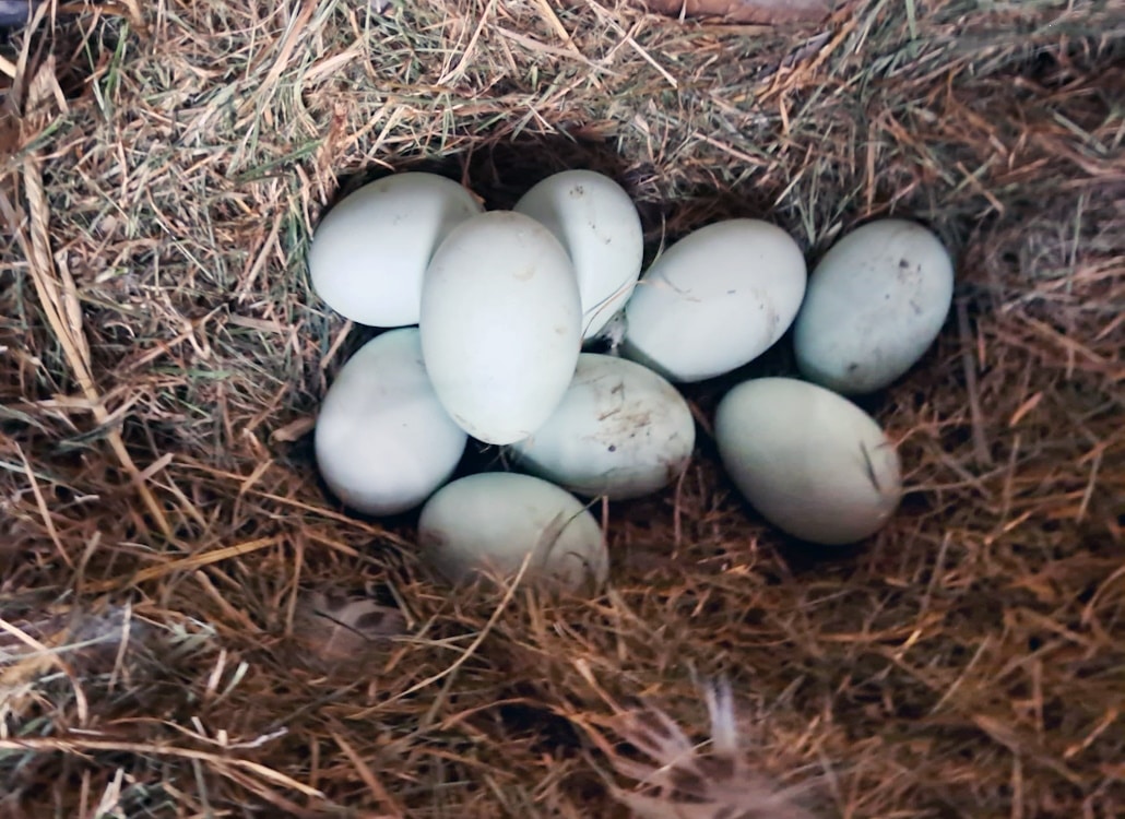 eier_einer_sachsenente_im_nest