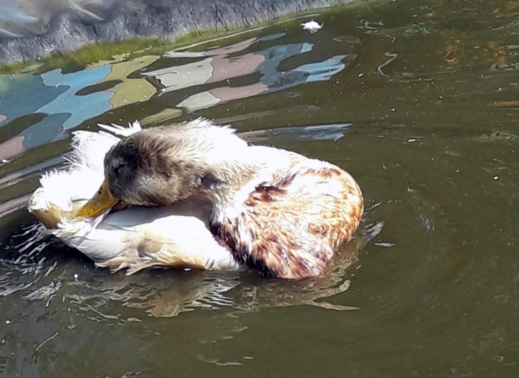 sachsenente_beim_baden_reinigen
