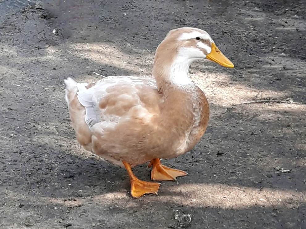 sachsenente_mit_schlachtgewicht_im_freilauf