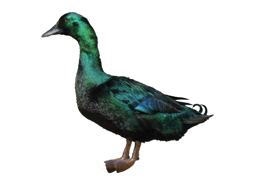 cayuga_ente_rassevorstellung_steckbrief