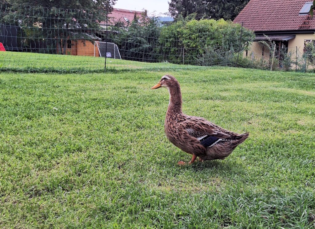 Haltung Von Enten