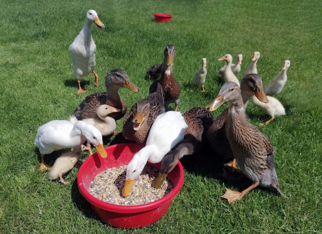 Haltung Von Enten