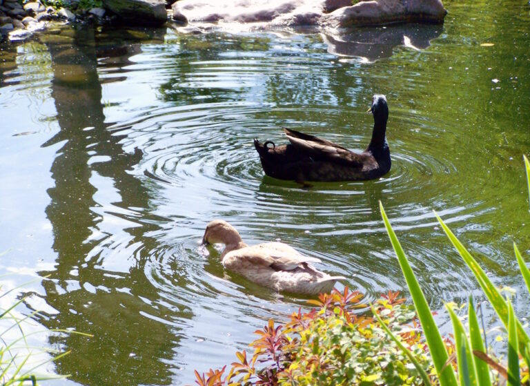 Laufente Die Ente Haltung, Zucht und Futter