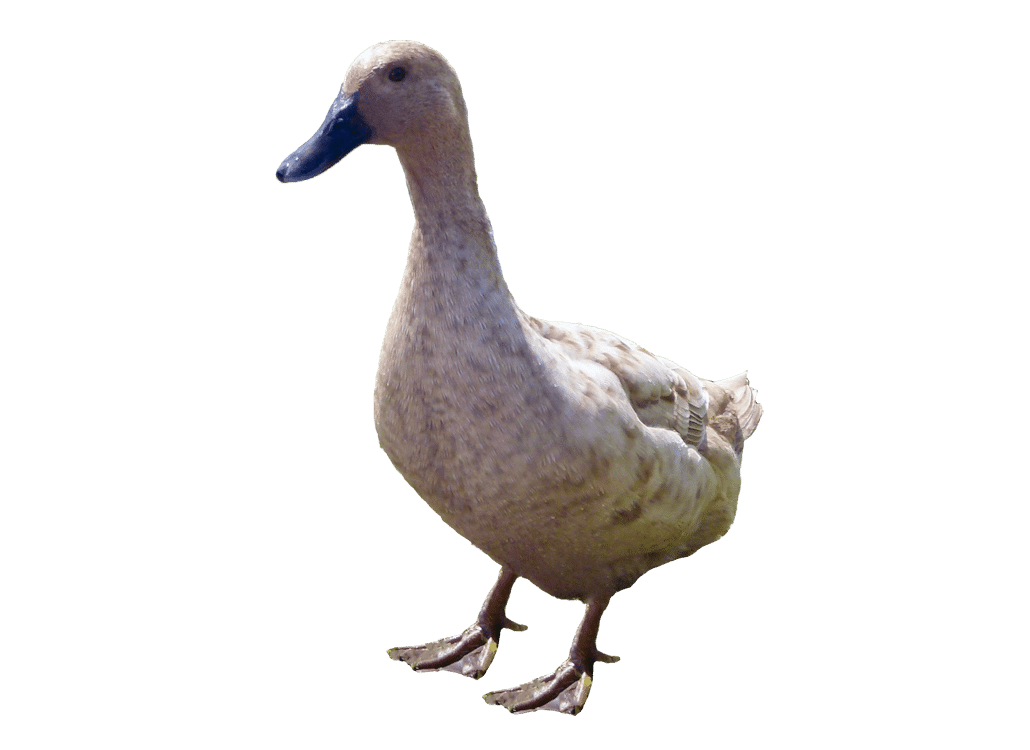 campbell_ente_rassevorstellung_steckbrief_vorl