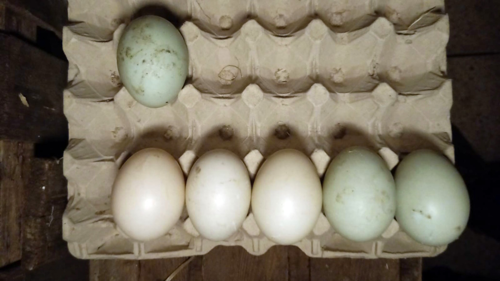 eier_pommernente_bruteier
