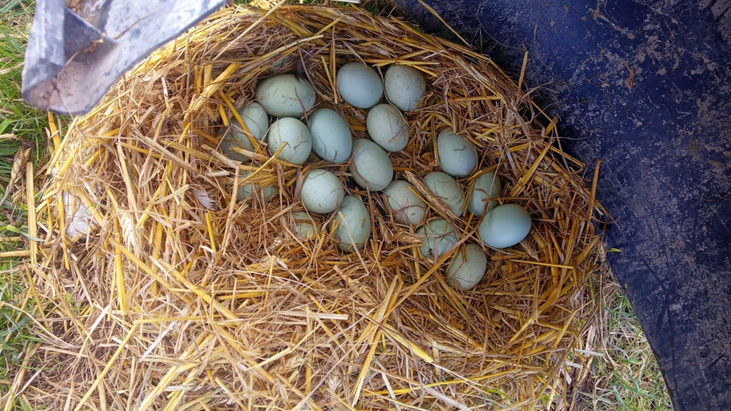 legenest_pommerenten_naturbrut