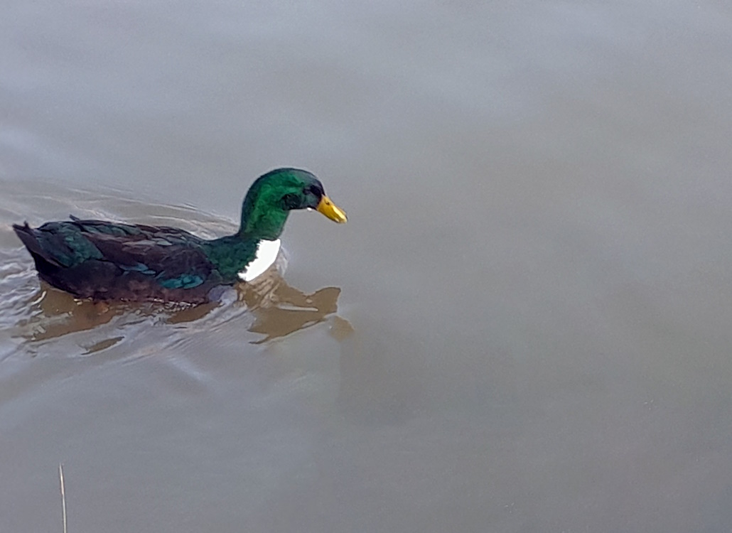 pommern_ente_schwimmt_im_teich
