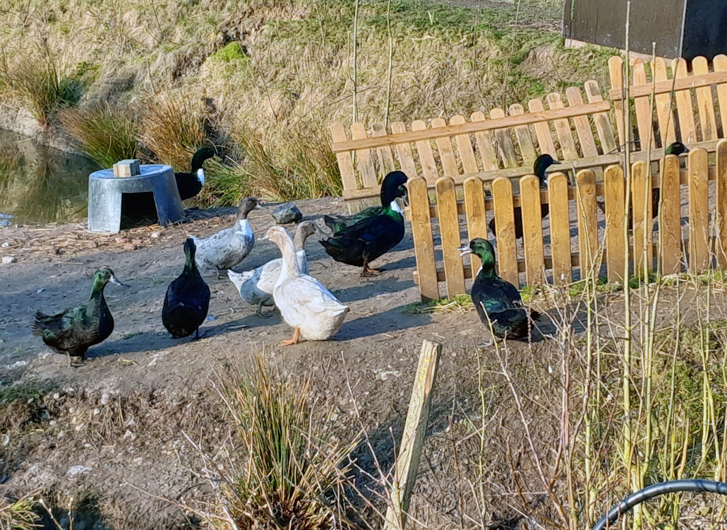 pommern_enten_im_freilaut