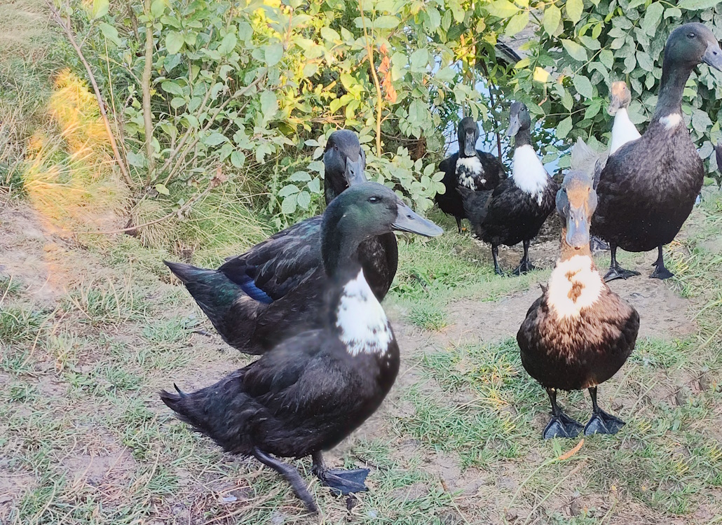 pommern_enten_schar_im_freilauf