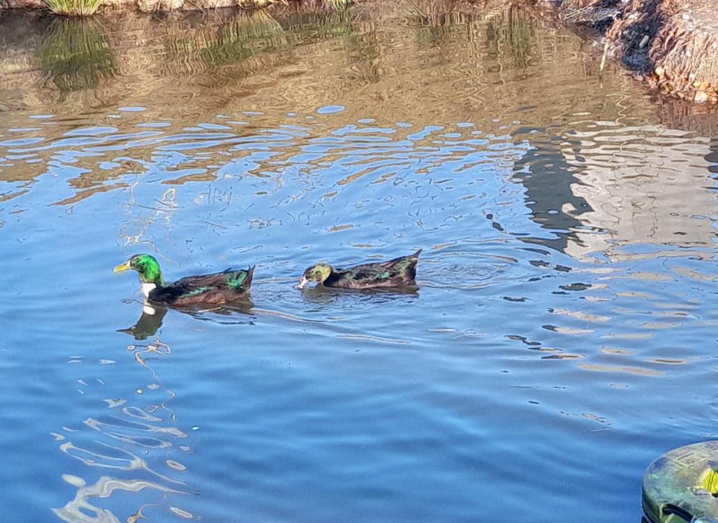 pommernenten_baden_im_teich