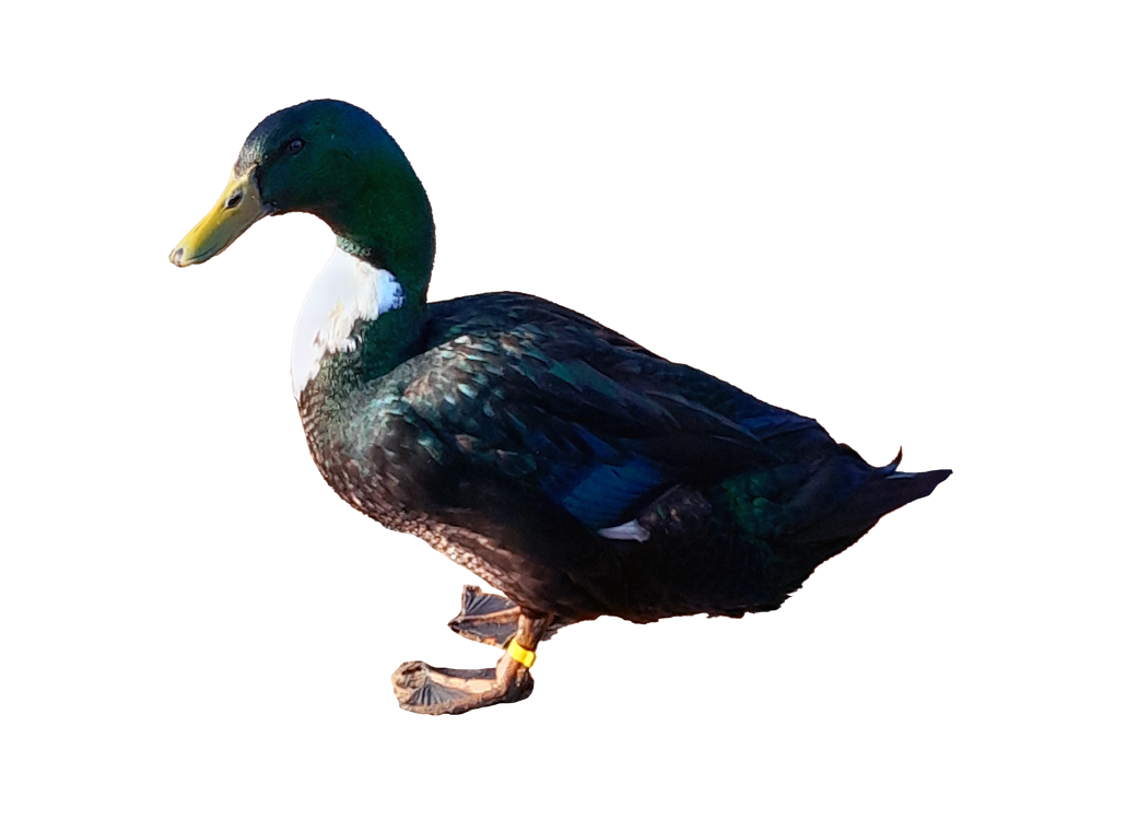 vorstellung_pommern_ente_merkmale_steckbrief